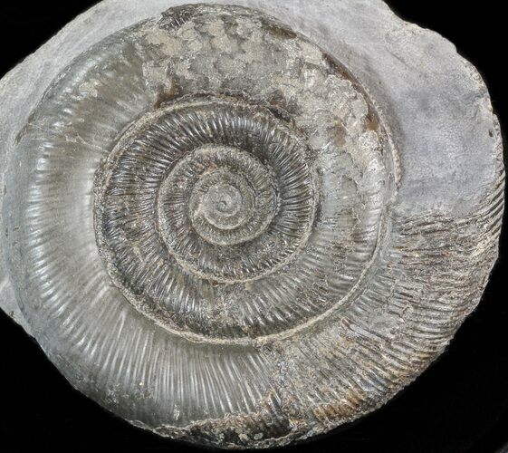 Dactylioceras Ammonite - UK #42623